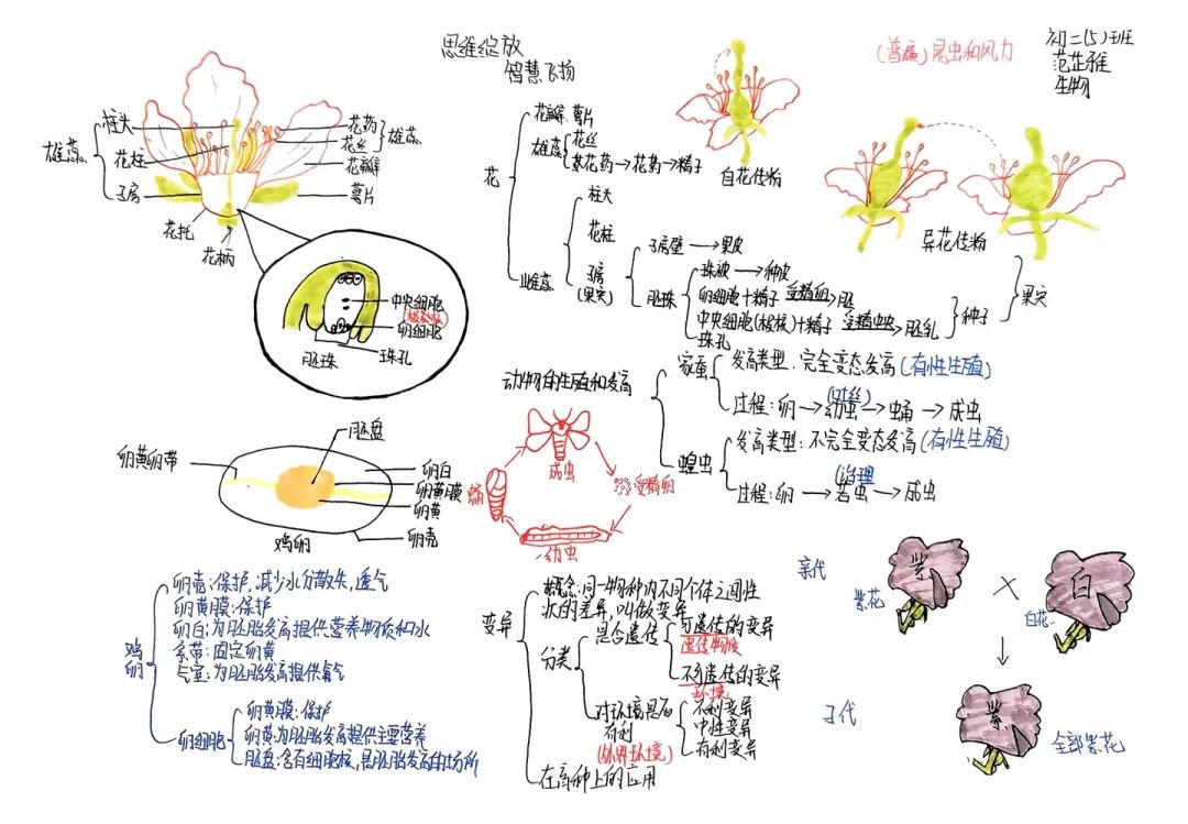 思維綻放 智慧飛揚丨初二年級開展學科思維導圖競賽